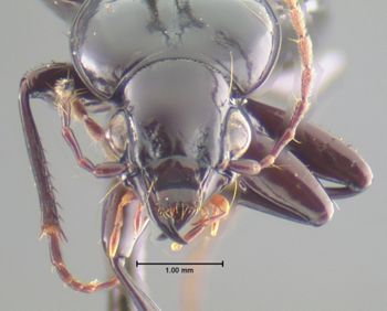 Media type: image;   Entomology 33051 Aspect: head frontal view